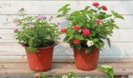 豪爵最新爆料新闻视频下载,揭秘新闻视频背后的惊人真相